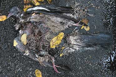 Über den Tod - tote Taube