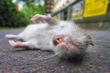 Über den Tod - tote Ratte