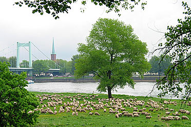 Blick auf Köln-Mülheim vom gegenüberliegenden Rheinufer