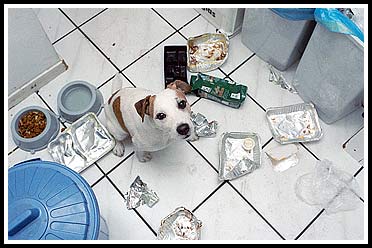 Jack-Russell-Terrier Gonzo nach dem Durchwühlen des Küchenabfalls