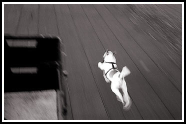 Jack-Russell-Terrier Gonzo läuft neben Fahrrad her
