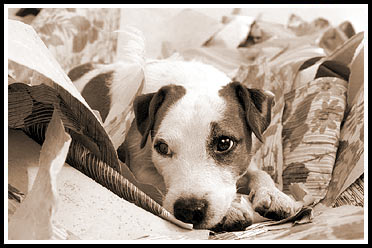 Jack-Russell-Terrier Gonzo in Tapeten