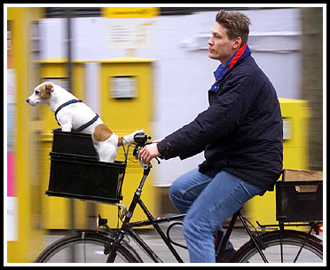 Jack-Russell-Terrier Gonzo im Fahrradkorb