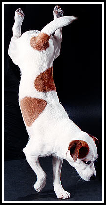 Jack-Russell-Terrier Gonzo mach Handstand