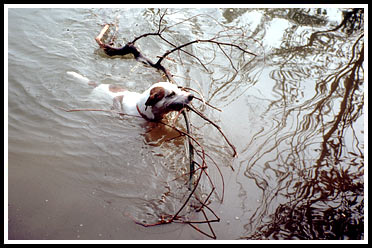 Jack-Russell-Terrier Gonzo im Wasser