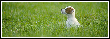 Jach-Russell-Terrier Gonzo